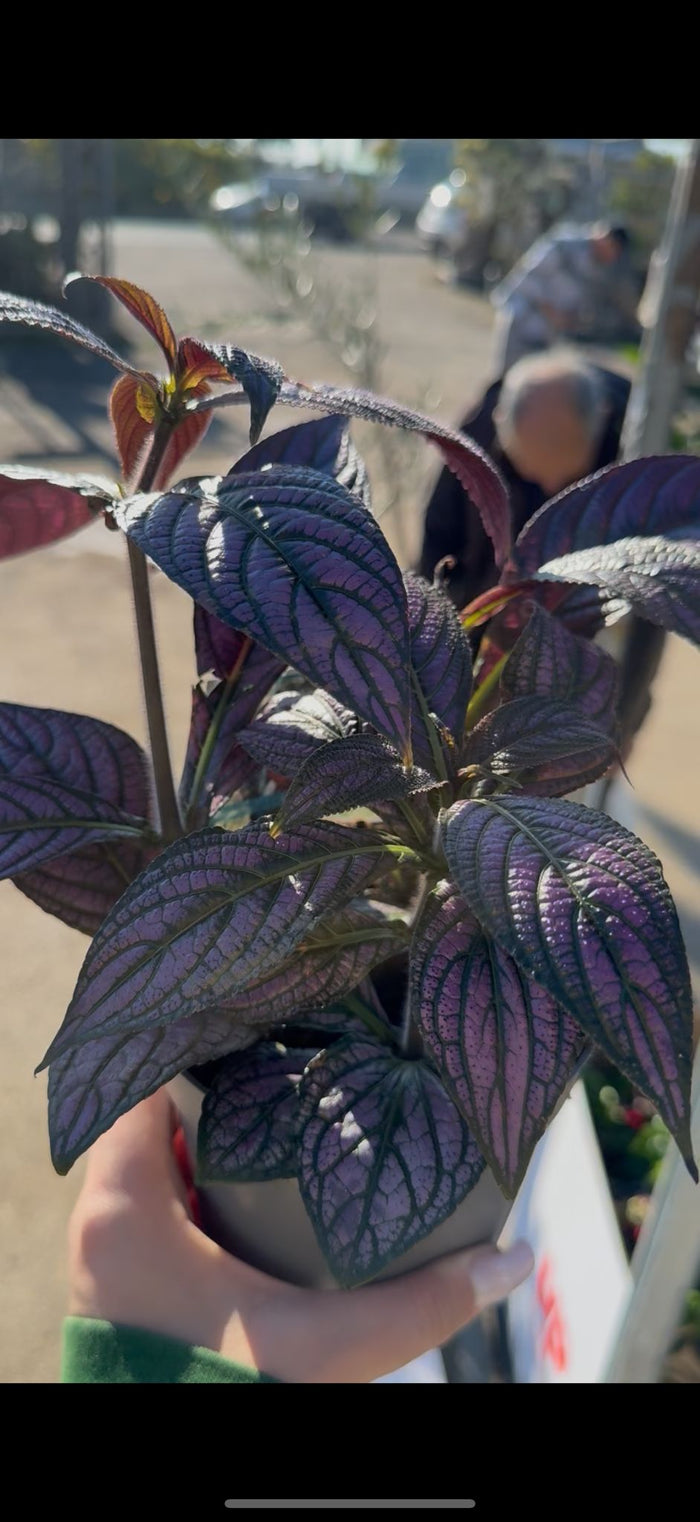 Strobilanthes vaso 13 – Pianta viola metallizzata da interno