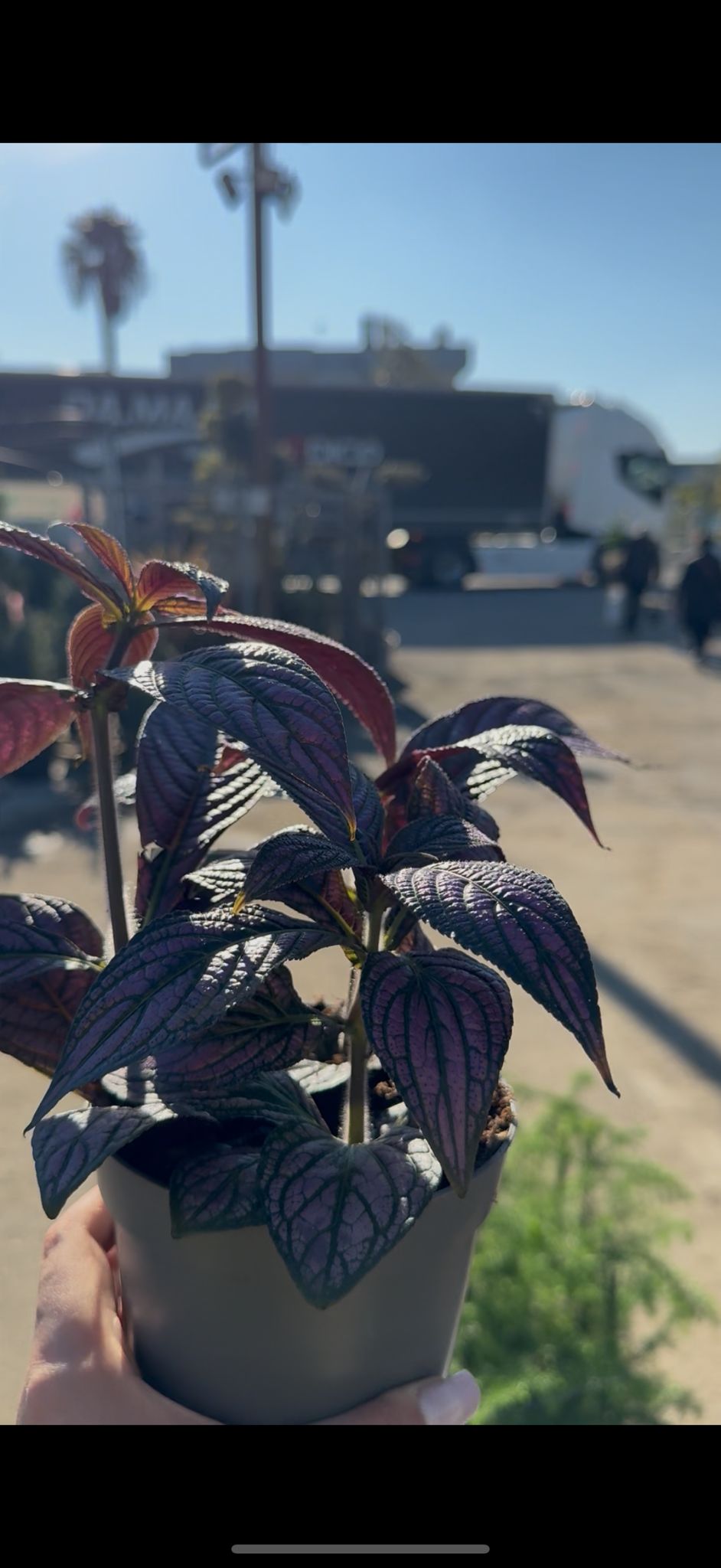 Strobilanthes vaso 13 – Pianta viola metallizzata da interno