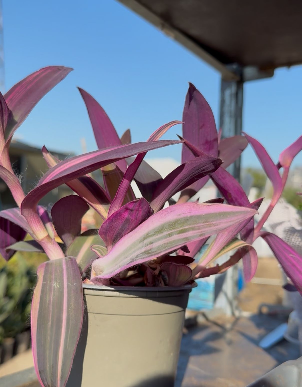 Tradescantia Pallida vaso 12 – Pianta viola cascante da interno