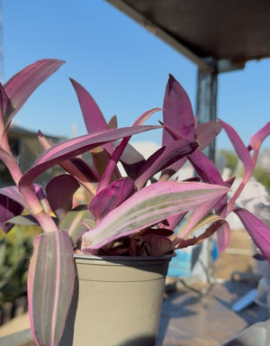 Tradescantia Pallida vaso 12 – Pianta viola cascante da interno