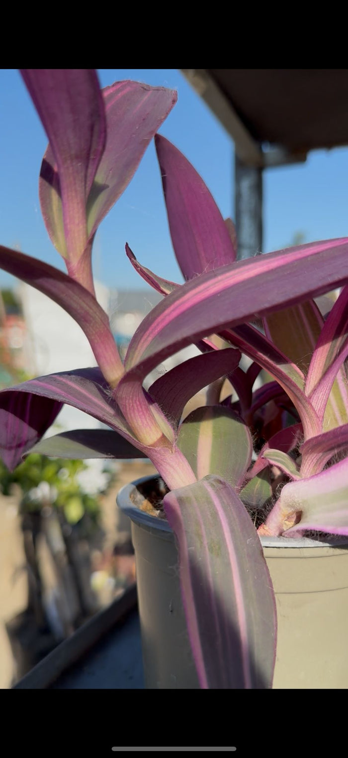 Tradescantia Pallida vaso 12 – Pianta viola cascante da interno