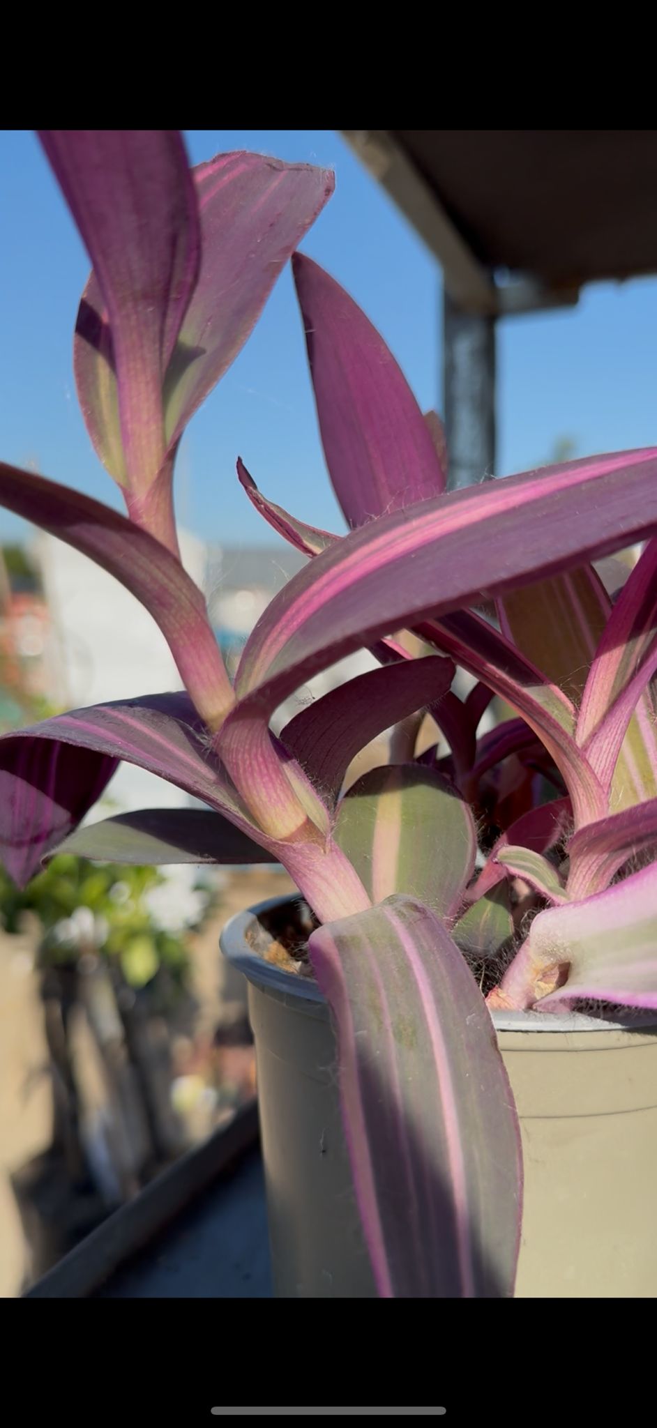 Tradescantia Pallida vaso 12 – Pianta viola cascante da interno