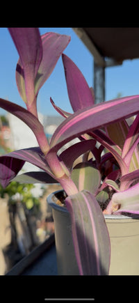 Tradescantia Pallida vaso 12 – Pianta viola cascante da interno