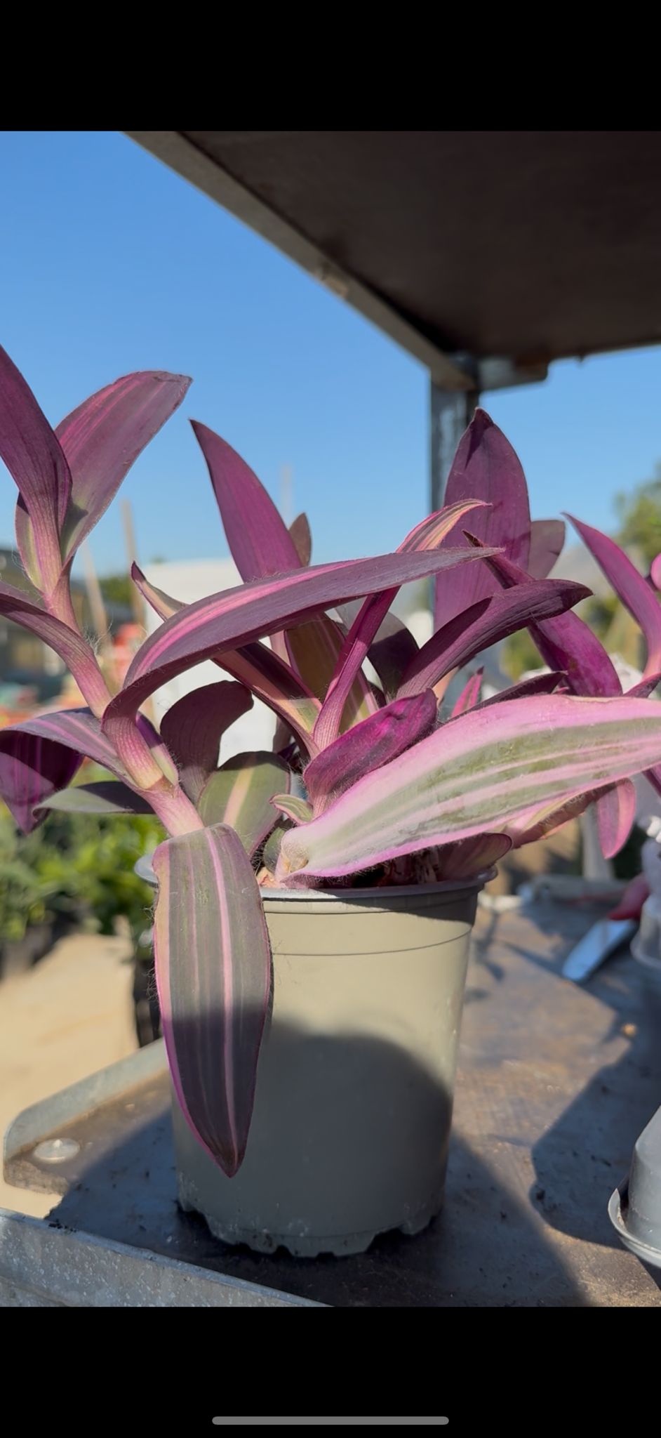 Tradescantia Pallida vaso 12 – Pianta viola cascante da interno