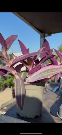 Tradescantia Pallida vaso 12 – Pianta viola cascante da interno