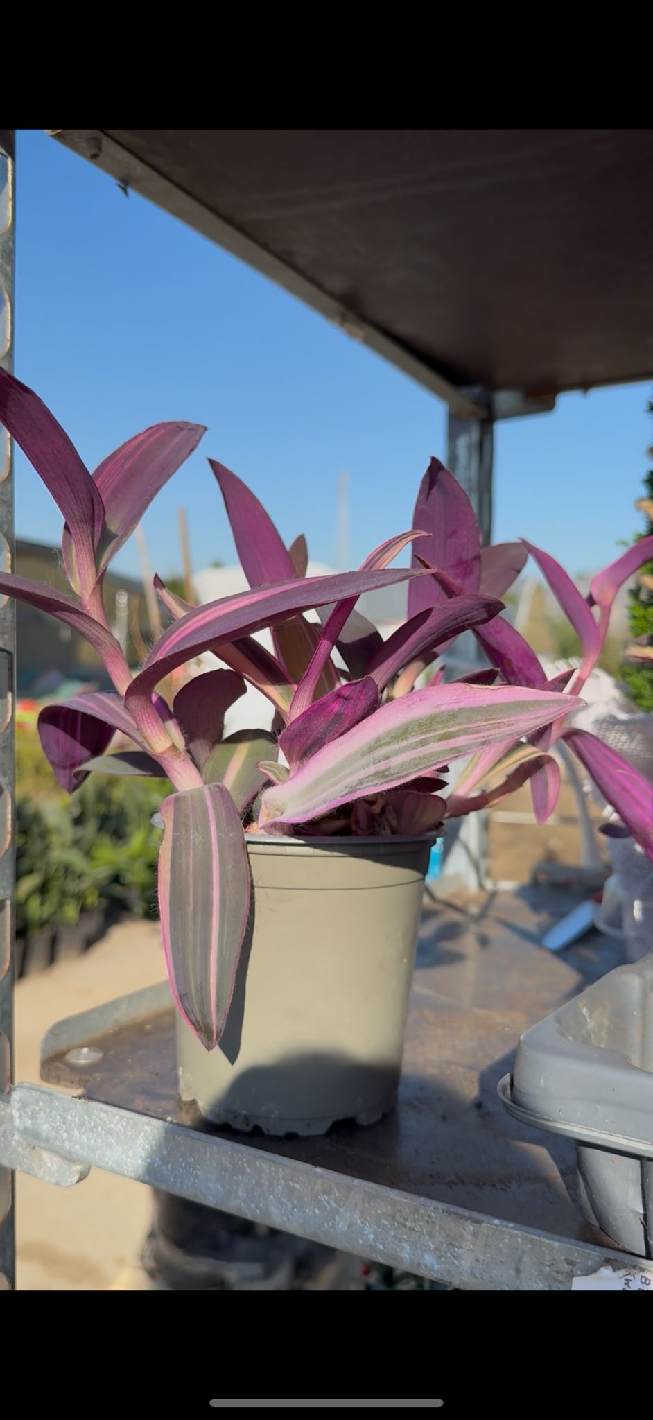 Tradescantia Pallida vaso 12 – Pianta viola cascante da interno