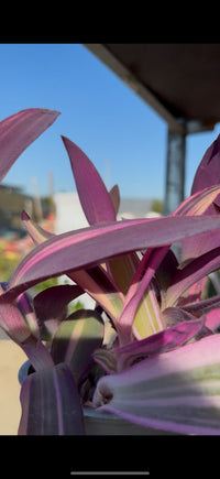 Tradescantia Pallida vaso 12 – Pianta viola cascante da interno