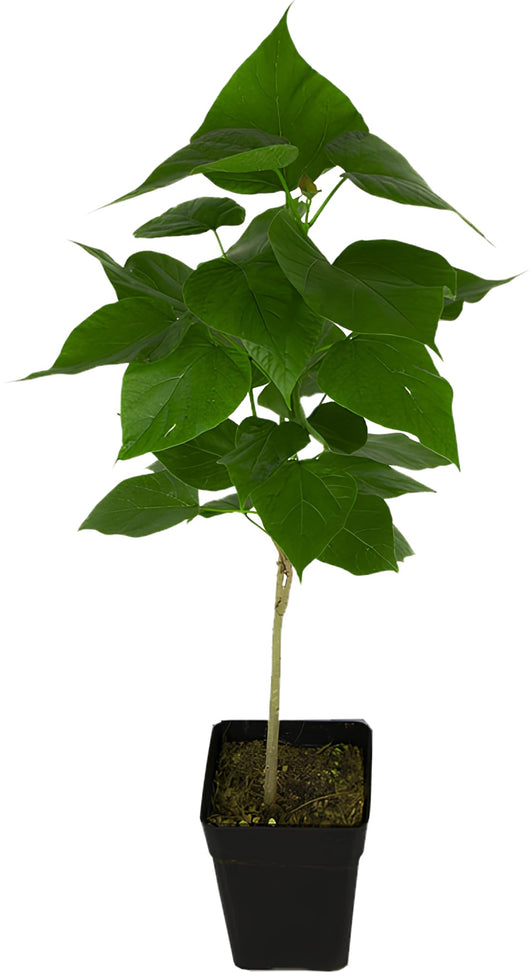 Pianta Catambra in Vaso diametro 10cm 1 anno