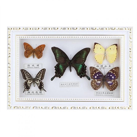 Decorazione con Vipera - Ingelijst - Primo Piano - Bianco - Regalo per Artigiani - Ideale per Amanti degli Insetti - 19,3 x...