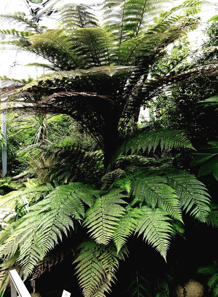 DIKSONIA ANTARTICA (FELCE ARBOREA) H 100 - 110 CM VASO 55
