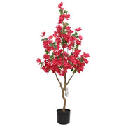 C BOUGANVILLEA 120 CM- 2,0 pz