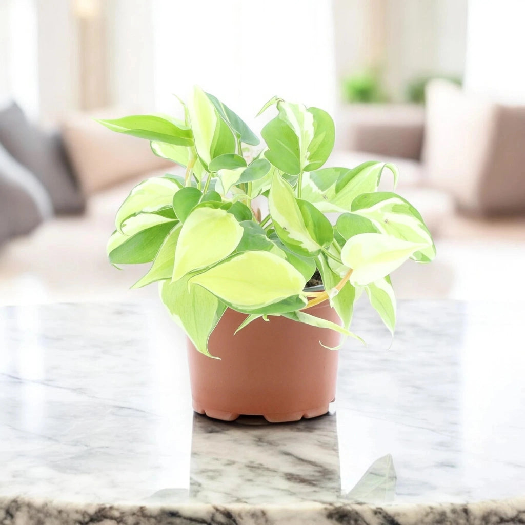 Gardenaria Philodendron scandens 'Rio' - Pianta da interno ornamentale Altezza: 30 cm (vaso 12)