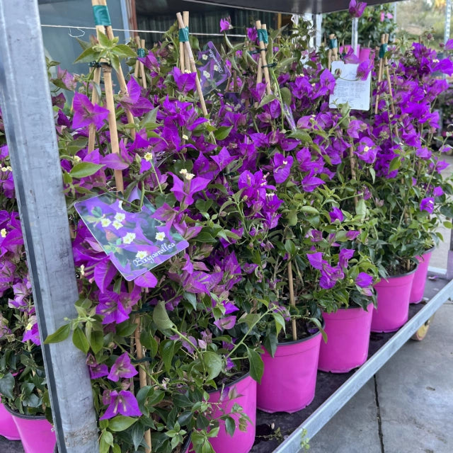 Pianta di BOUGANVILLEA SANDERIANA Piramide h 70 in vaso 18 cm AMDgarden