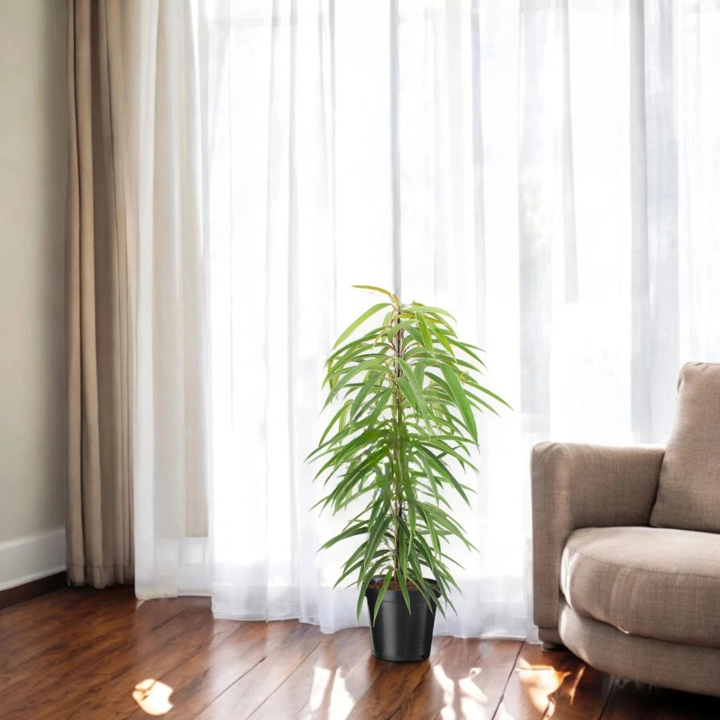 Gardenaria Ficus binnendijkii 'Alli' - Pianta da interno ornamentale Altezza: 160 cm (vaso 27)