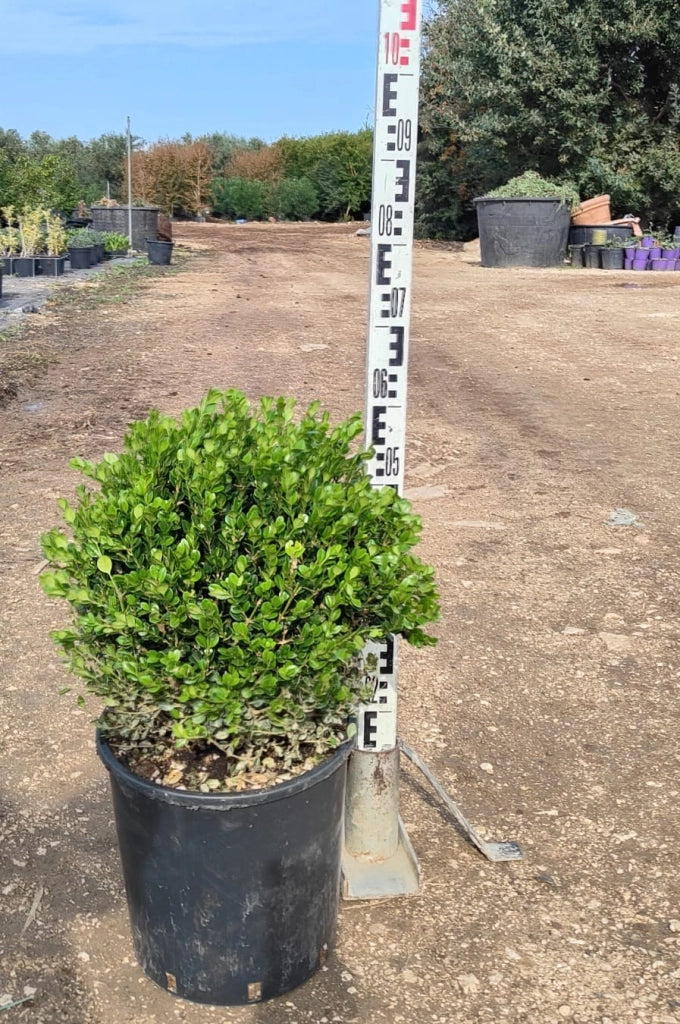 BUXUS FAULKNER (BOSSO) PALLA DIAMETRO CHIOMA 25/30 CM VASO 28