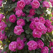 Pianta ROSA BREVETTATA ALLEGRO ®MEILLAND RAMPICANTE viola fuxia PROFUMATA vaso20