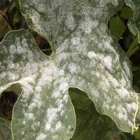 OSSICORURO DI RAME FUNGICIDA PIANTE concime curativo OIDIO MALBIANCO FLORTIS 250