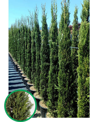 Cipresso Toscano H 180 cm in Vaso 24 – Eleganza Mediterranea