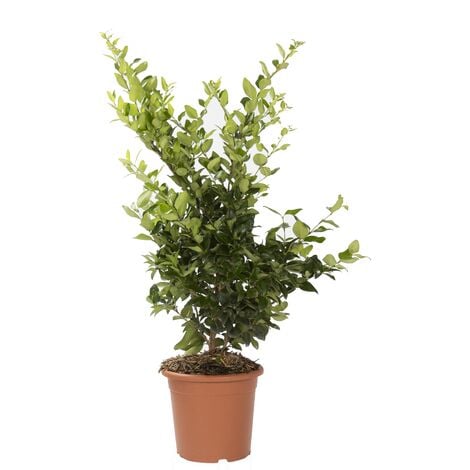 Ligustrum Texanum H 80 cm in Vaso 18 – Siepe Sempreverde