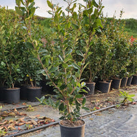 Ligustrum Texanum H 80 cm in Vaso 18 – Siepe Sempreverde