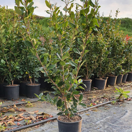 Ligustrum Texanum H 80 cm in Vaso 18 – Siepe Sempreverde