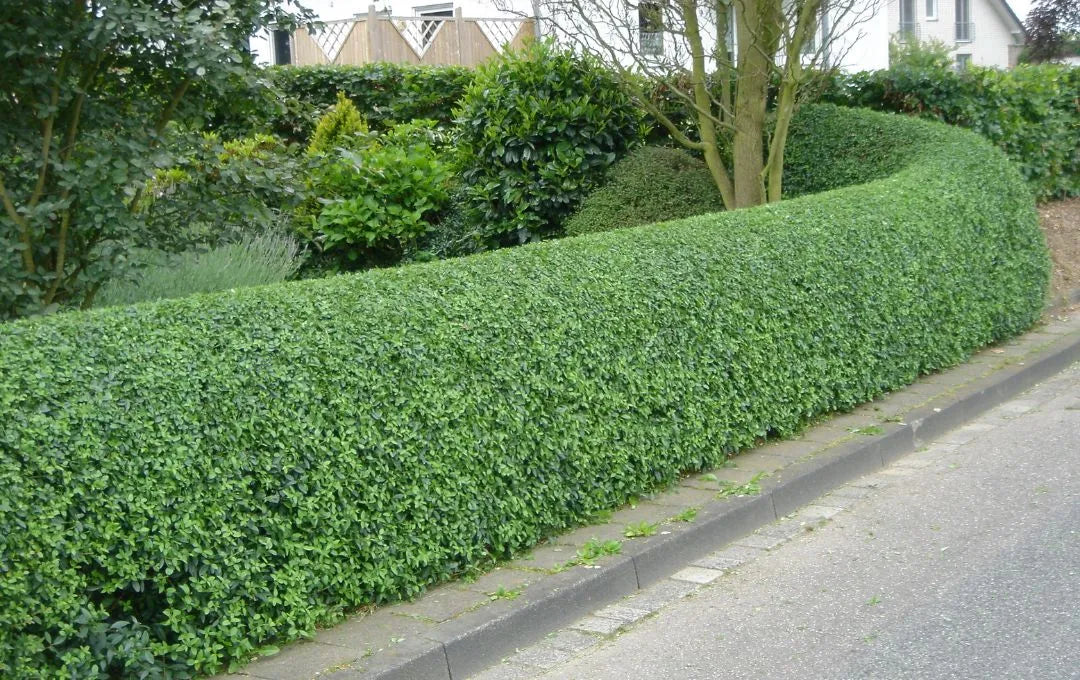 Ligustrum Texanum H 80 cm in Vaso 18 – Siepe Sempreverde