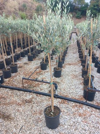 Olivo Leccino 4 Anni in Vaso 24 – Olivo Italiano Autentico