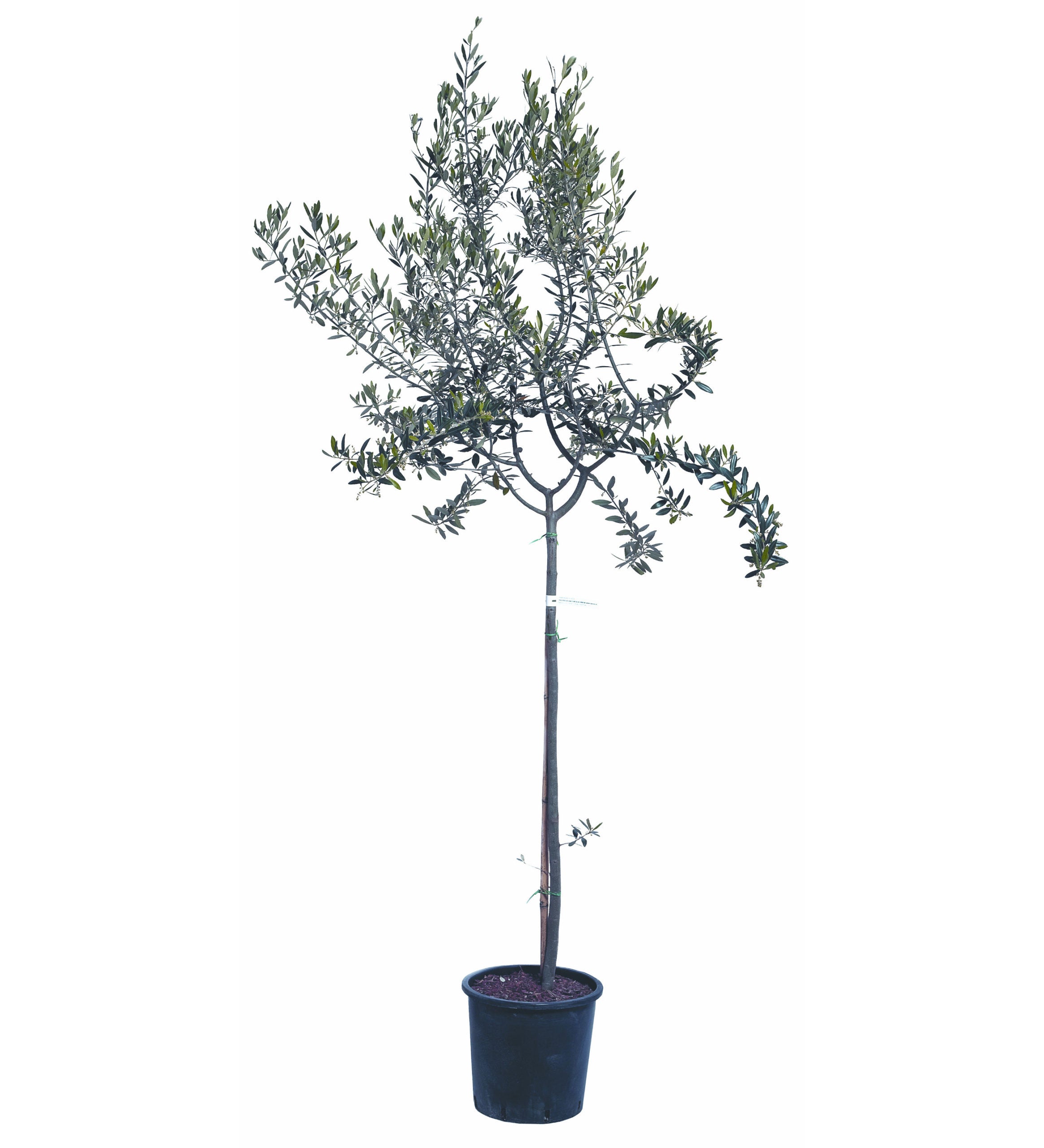 Olivo Leccino 4 Anni in Vaso 24 – Olivo Italiano Autentico