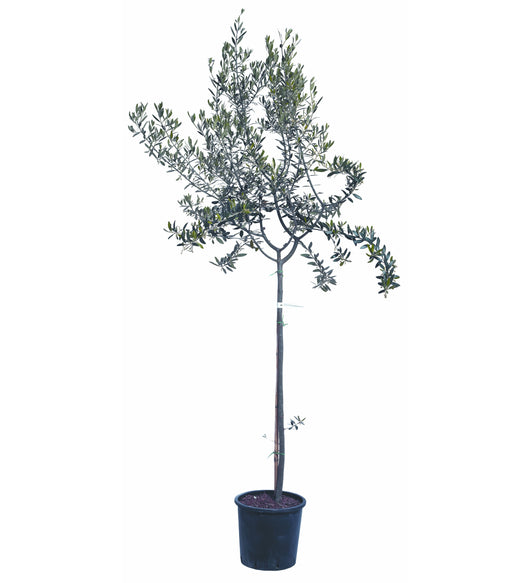 Olivo Leccino 4 Anni in Vaso 24 – Olivo Italiano Autentico