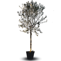 Olivo Frantoio 4 Anni in Vaso 24 – Eleganza Mediterranea