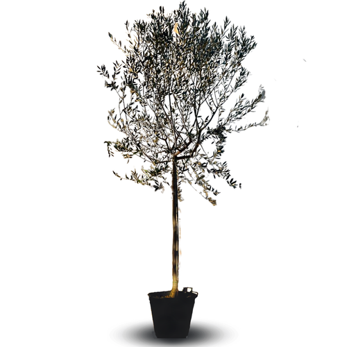 Olivo Frantoio 4 Anni in Vaso 24 – Eleganza Mediterranea
