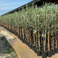 Olivo Frantoio 4 Anni in Vaso 24 – Eleganza Mediterranea