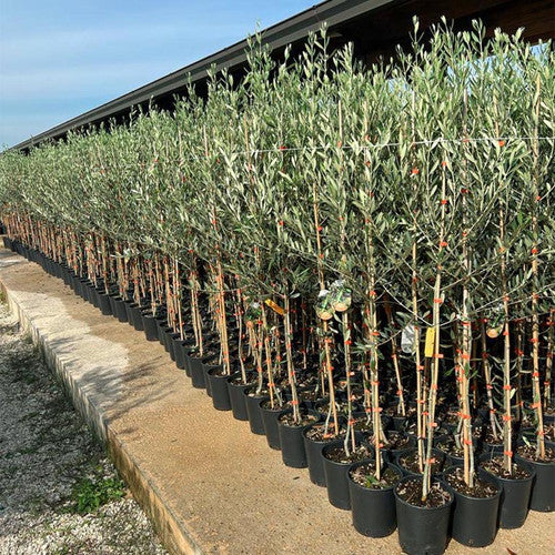 Olivo Frantoio 4 Anni in Vaso 24 – Eleganza Mediterranea