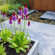 Set di Primula Vialii invernale da 6 pezzi - Pianta perenne - Altezza 20 cm - Vaso 9 cm - Fiori spettacolari - Fioritura abbondante - Fiore a forma di chiave