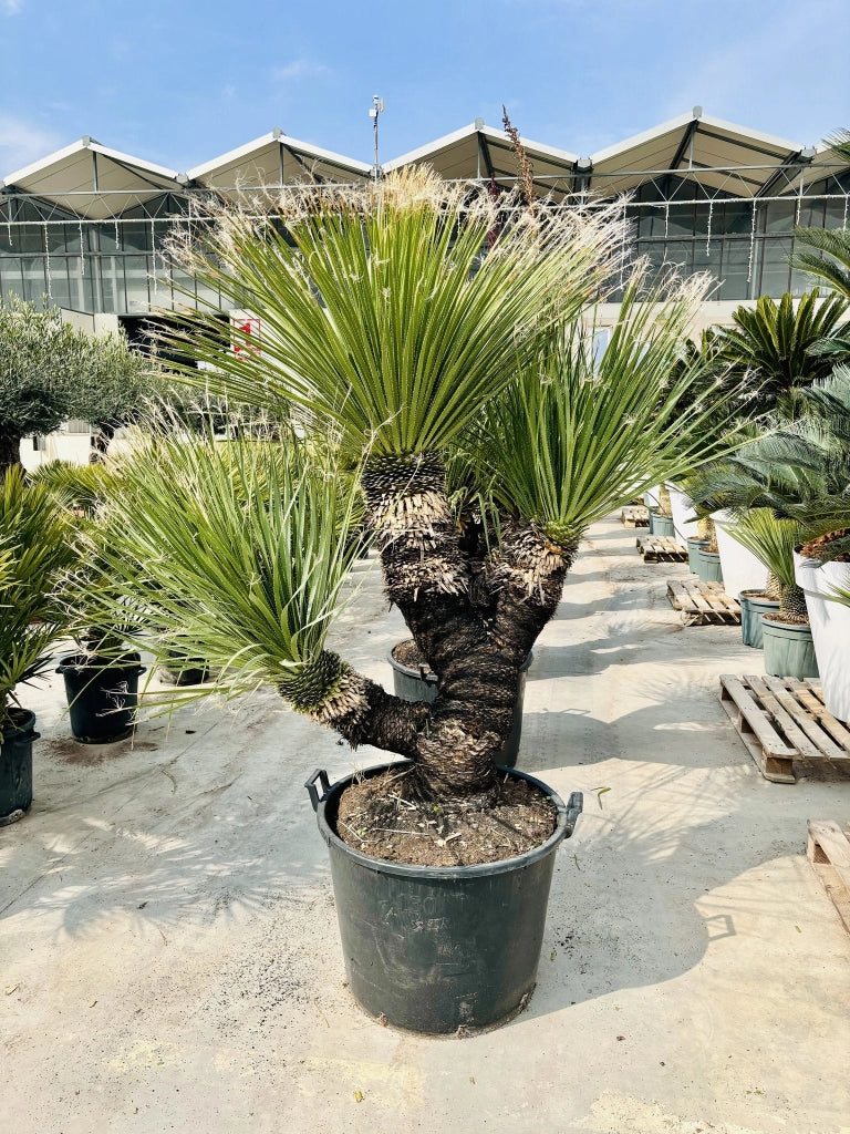 Dasylirion Serratifolium Vaso 70 cm Pianta Architettonica Sempreverde
