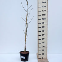 Liquidambar styraciflua – Vaso 24, Altezza 130 cm