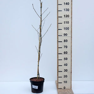 Liquidambar styraciflua – Vaso 24, Altezza 130 cm