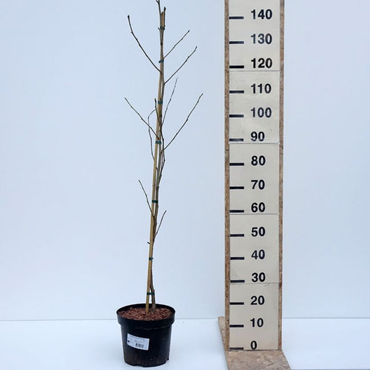 Liquidambar styraciflua – Vaso 24, Altezza 130 cm
