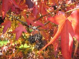 Liquidambar styraciflua – Vaso 24, Altezza 130 cm