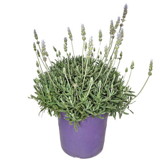 Lavandula dentata in vaso 18 – lavanda ornamentale sempreverde