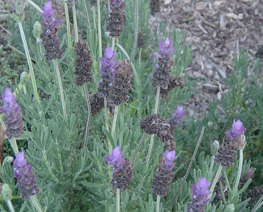 Lavandula dentata in vaso 18 – lavanda ornamentale sempreverde
