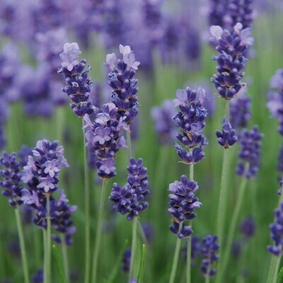 Lavandula angustifolia in vaso 18 – lavanda officinale profumata