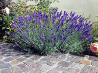 Lavandula angustifolia in vaso 18 – lavanda officinale profumata