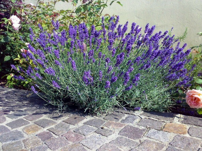 Lavandula angustifolia in vaso 18 – lavanda officinale profumata