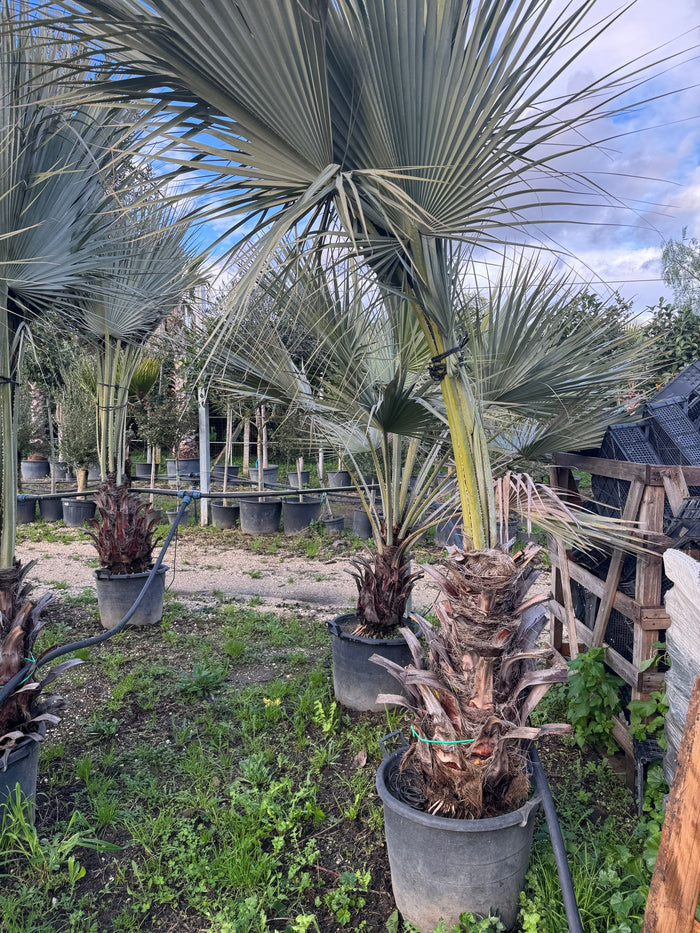 Brahea Armata (palma blu del messico ) esemplare H 250cm tronco 60cm