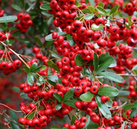 Pianta PYRACANTHA RED ALBERELLO piracanta pungitopo bacca VASO24 FOTO REALE