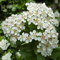 Pianta PYRACANTHA RED ALBERELLO piracanta pungitopo bacca VASO24 FOTO REALE