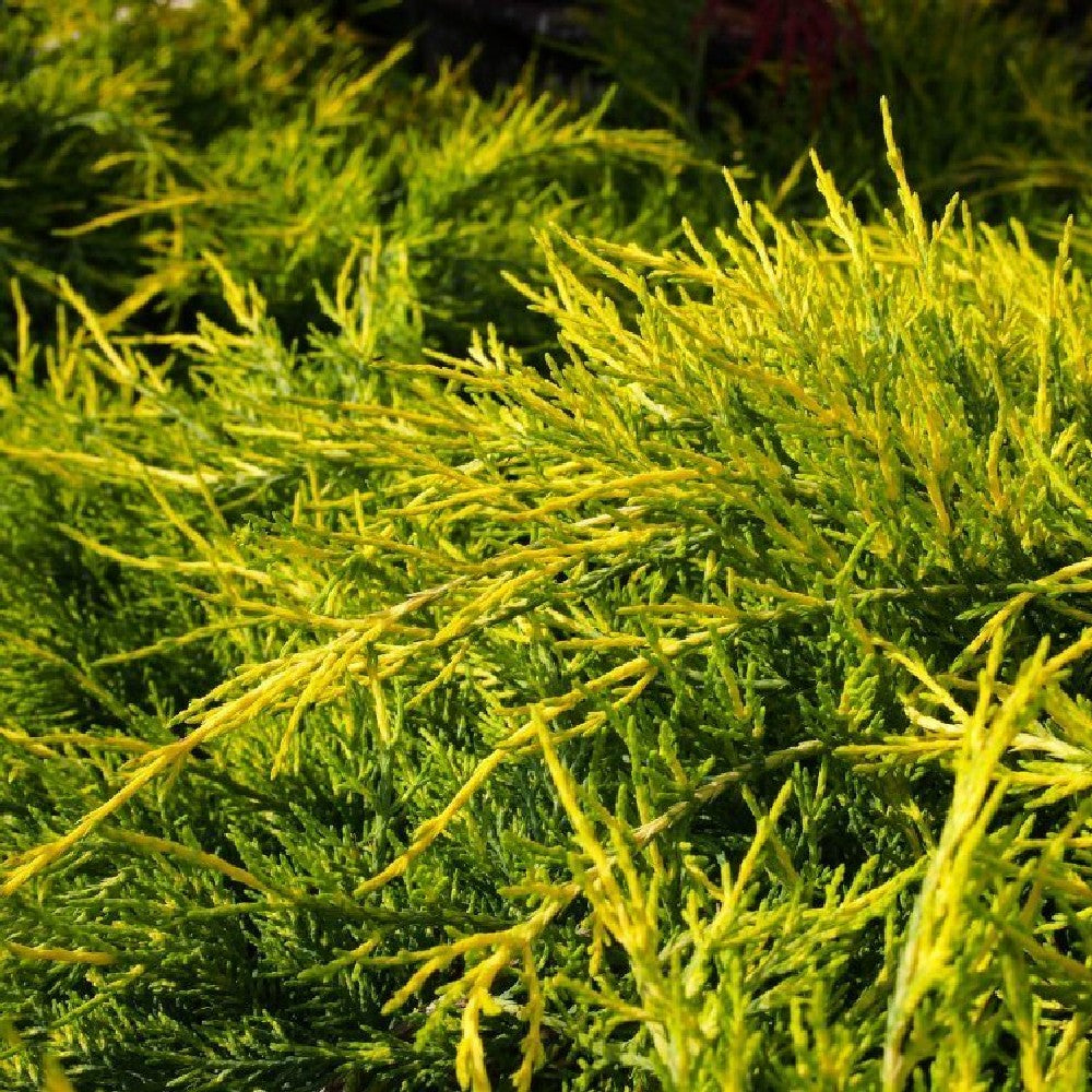 Pianta di Cipresso GOLDCREST MACROCARPA ORO profumo di limone VASO14 FOTO REALE