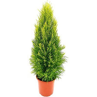 Pianta di Cipresso GOLDCREST MACROCARPA ORO profumo di limone VASO14 FOTO REALE