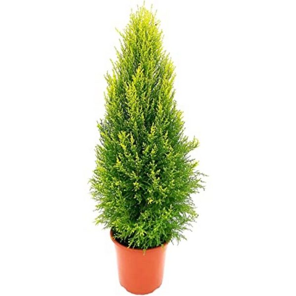 Pianta di Cipresso GOLDCREST MACROCARPA ORO profumo di limone VASO14 FOTO REALE